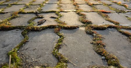 Wylej na zarośniętą kostkę. Myjka ciśnieniowa będzie zbędna