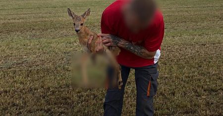 Tragiczny bilans sianokosów. Dramatyczny apel ośrodka rehabilitacji dzikich zwierząt