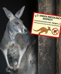Kangur na wolności w Łódzkiem. Władze ostrzegają mieszkańców