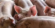 Ceny trzody chlewnej 2025 — ,,POLSUS” o rozbieżnościach na rynku