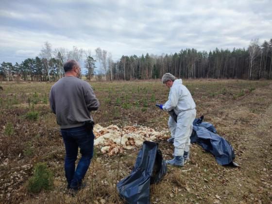 Szokujące odkrycie w lesie! Porzucone kury zakażone grypą ptaków