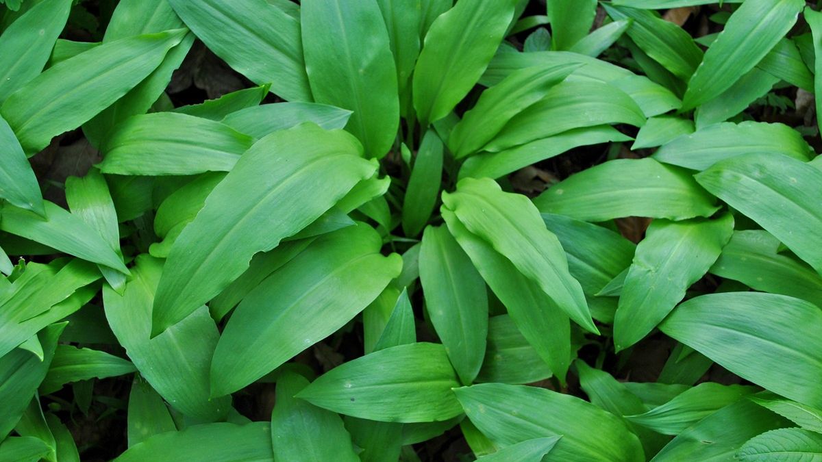 Sezon zaraz się zacznie. Wielu zrywa bez opamiętania, a można zapłacić nawet 5 tys. zł mandatu