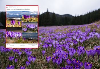 W Tatrach zrobi się fioletowo. Pojawiły się już pierwsze okazy