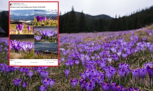 W Tatrach zrobi się fioletowo. Pojawiły się już pierwsze okazy