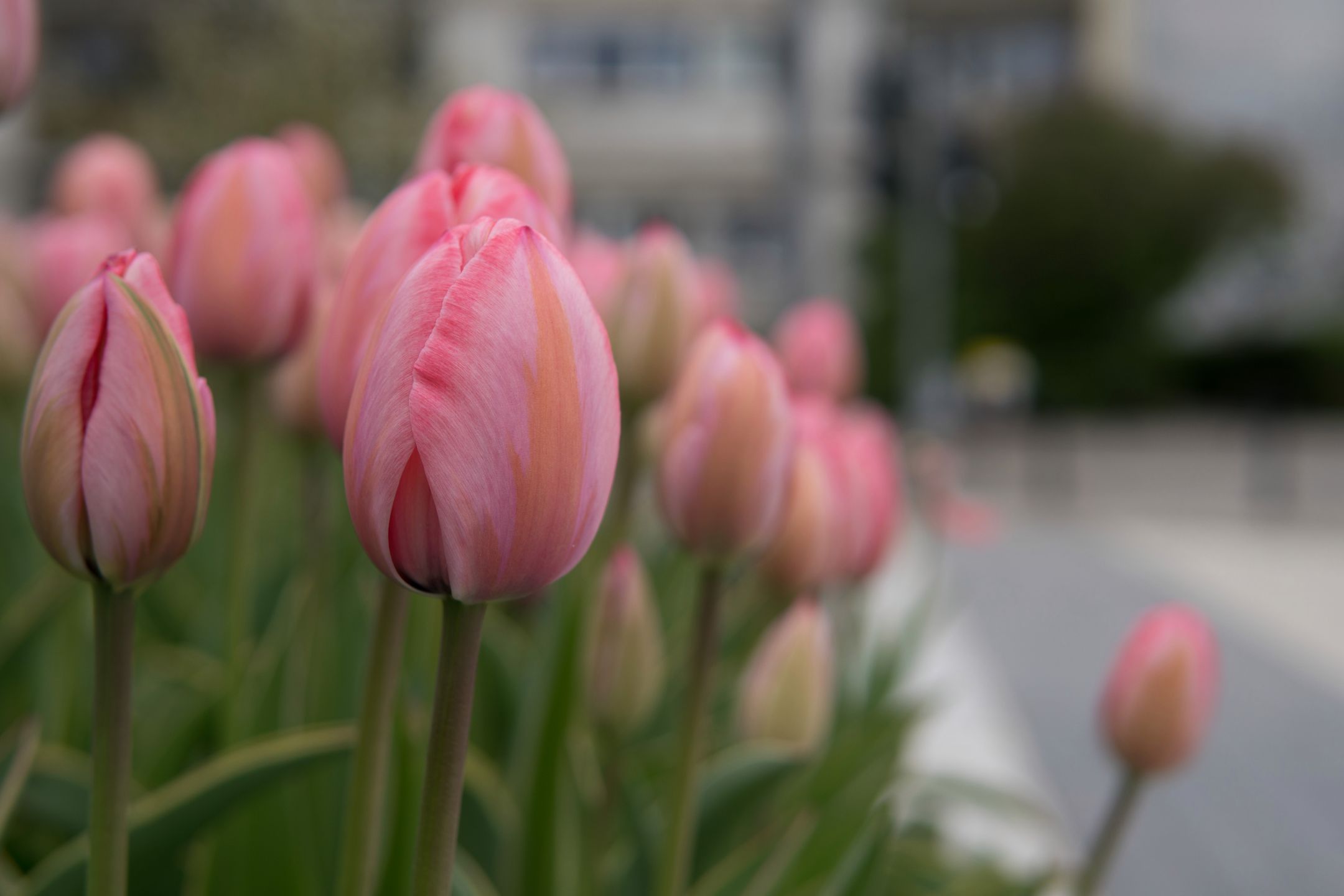 Sigma 30 mm f/1.4 DC DN - recenzja jasnego obiektywu stworzonego z myślą o bezlusterkowcach 15