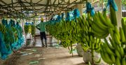 Przez wojnę w Ukrainie gniją tony bananów w Ekwadorze