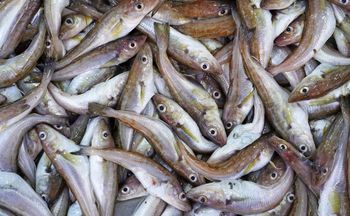 Jedz bez obaw o rtęć. W sklepie trudno o zdrowszą rybę