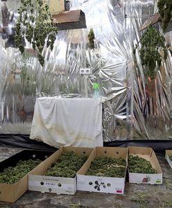 Plantacja marihuany w zakładzie pogrzebowym