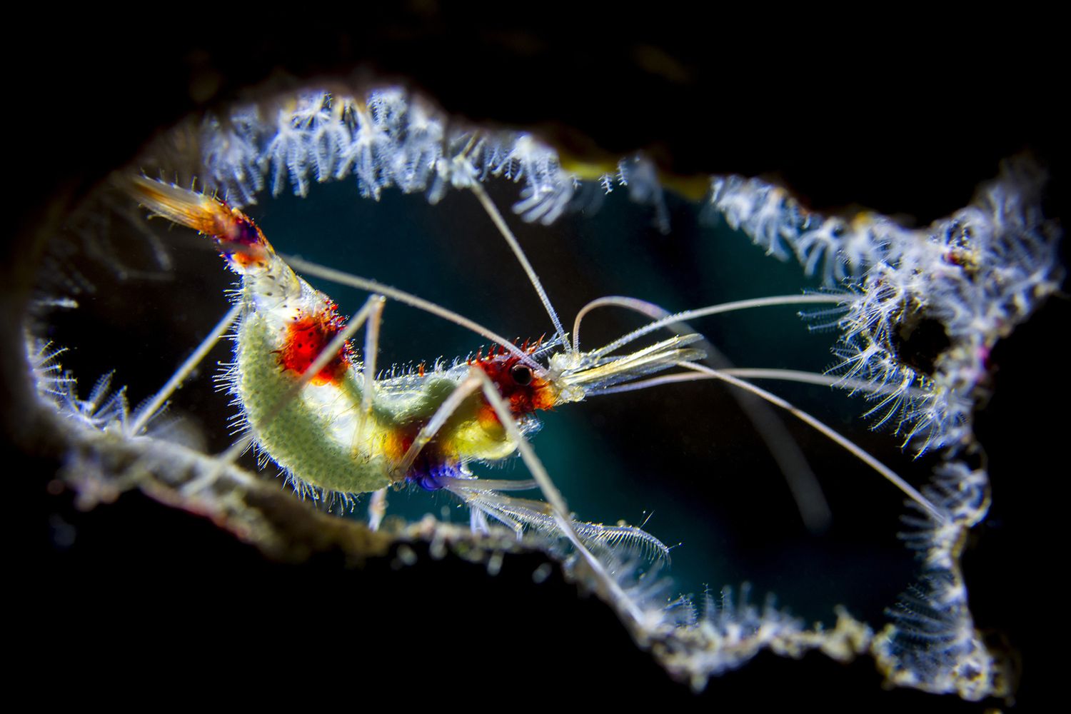 Takiego świata nie znacie. Oto najpiękniejsze zdjęcia podwodne w konkursie Underwater Photographer of the Year 2017 19