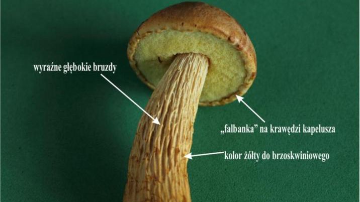 Cechy charakterystyczne borowika amerykańskiego.