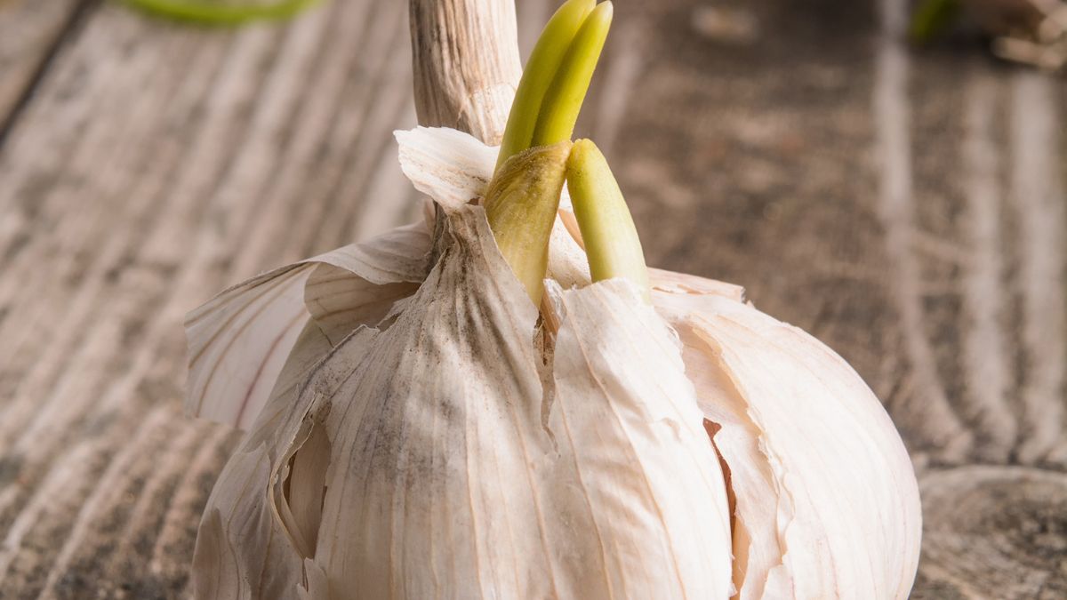 Czy można jeść kiełkujący czosnek?