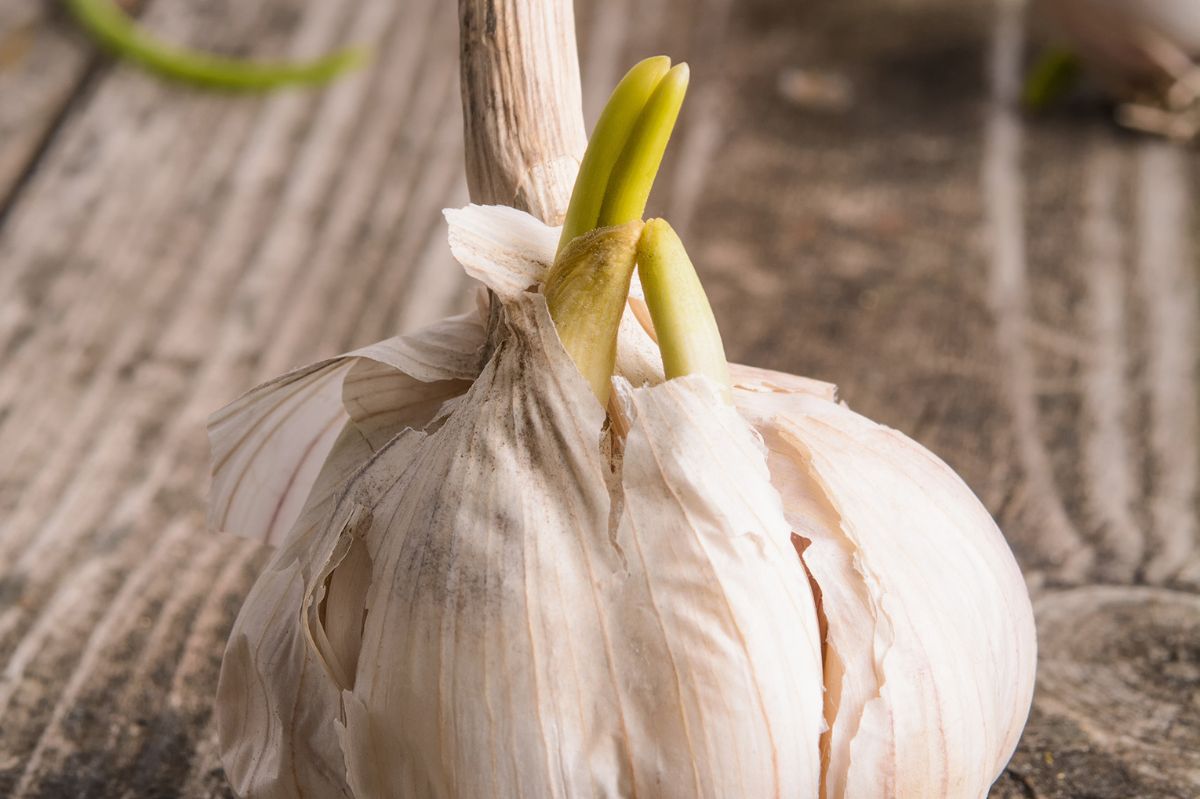 Can you eat sprouting garlic?