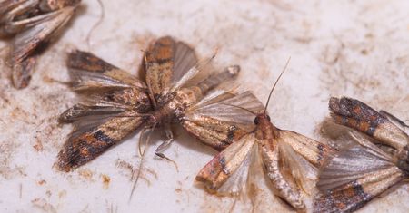 Wystarczą dwa dni. Mole spożywcze znikną co do jednego