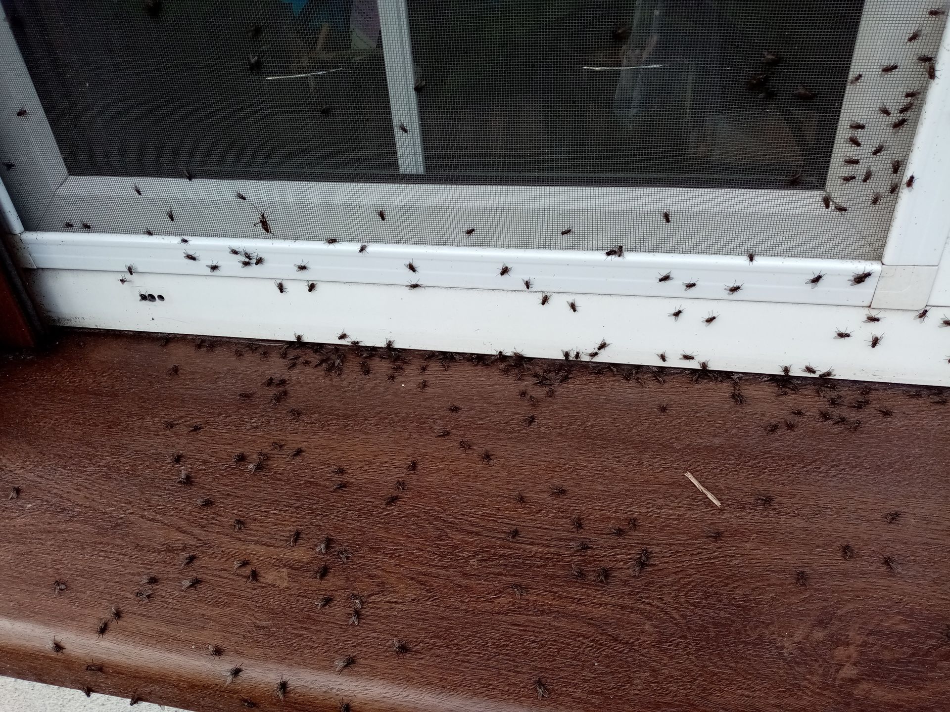 Muchy na jednym z domów w Mszczyczynie, położonych blisko fermy Wojciecha Biernackiego