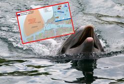 Delfiny zapolują na Ukraińców. Rosja wzmacnia obronę Krymu