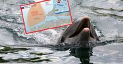 Delfiny zapolują na Ukraińców. Rosja wzmacnia obronę Krymu