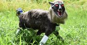Japońskie roboty "walczą" z niedźwiedziami. Wyglądają inaczej niż to sobie wyobrażacie