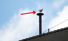 Oczy wszystkich na komin. Pojawił się niespodziewany gość