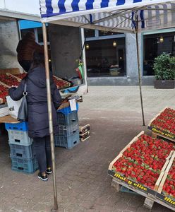 Prawdziwy wysyp truskawek. Padają pytania o "wirus" z Maroka