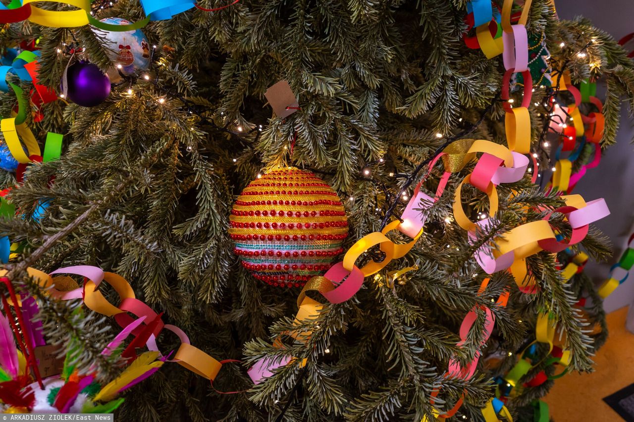 Choinka z lasu. Oto ile kosztuje w nadleśnictwie