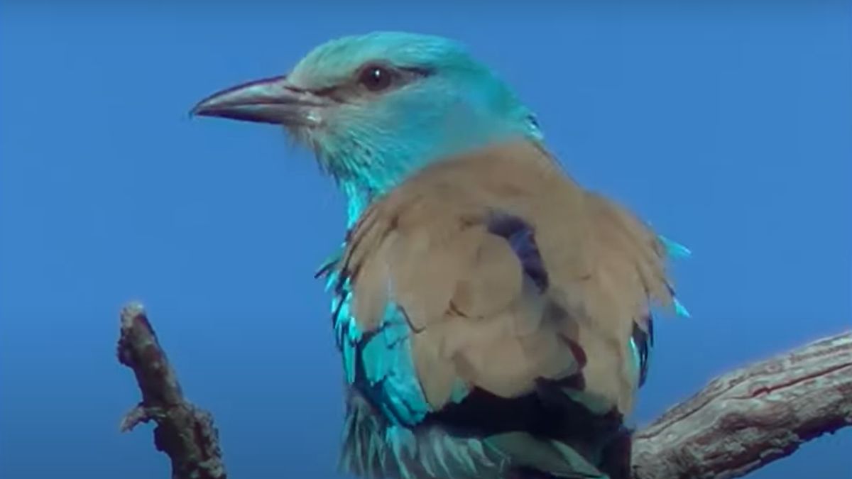 W Polsce kraska zagrożona jest wyginięciem