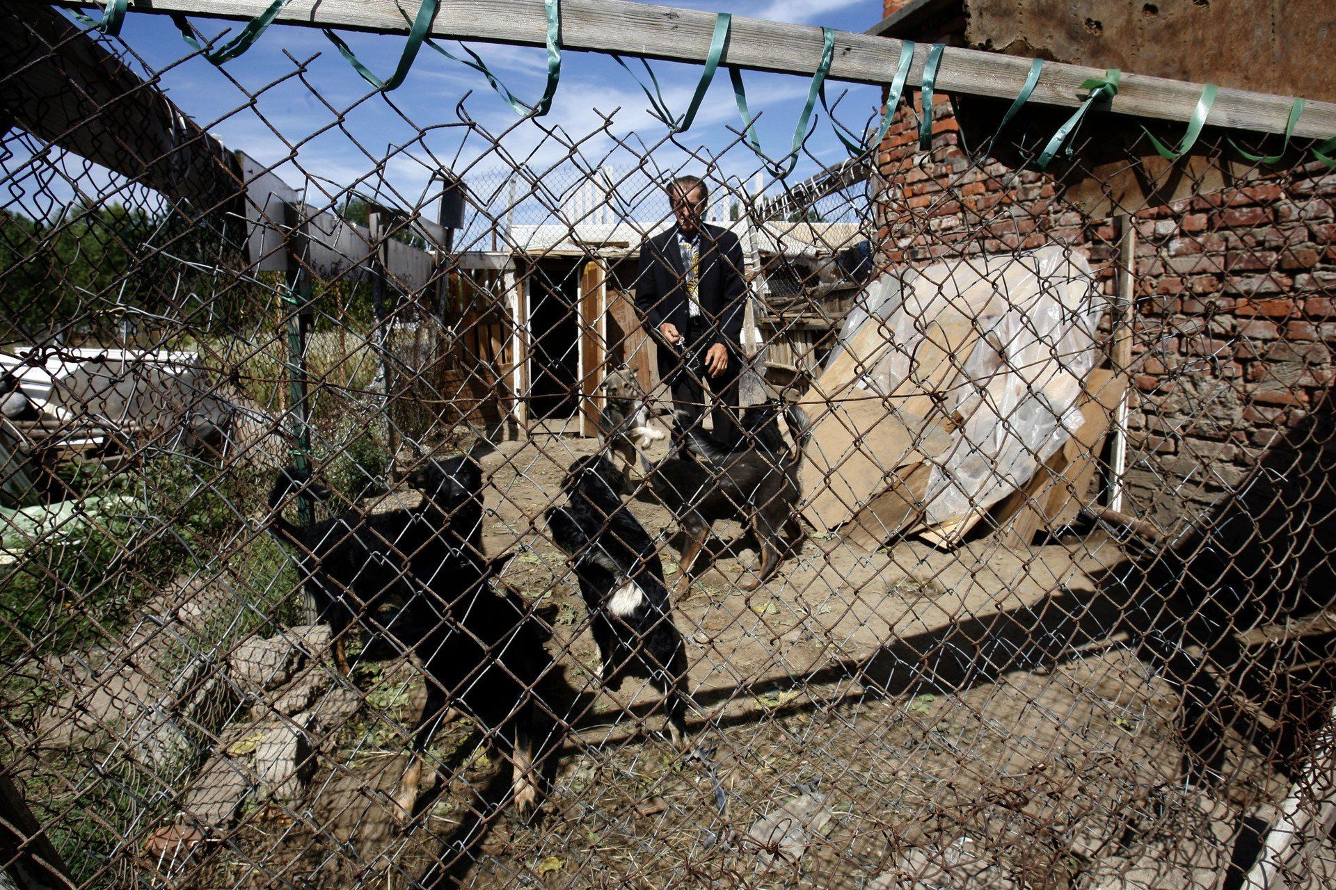 Organizacje prozwierzęce podkreślają, że &#34;ustawa łańcuchowa&#34; to szansa na ostateczne zerwanie z wieloletnią praktyką trzymania psów &#34;przy budzie&#34; i uczynienie ich warunków życia bardziej humanitarnymi.
