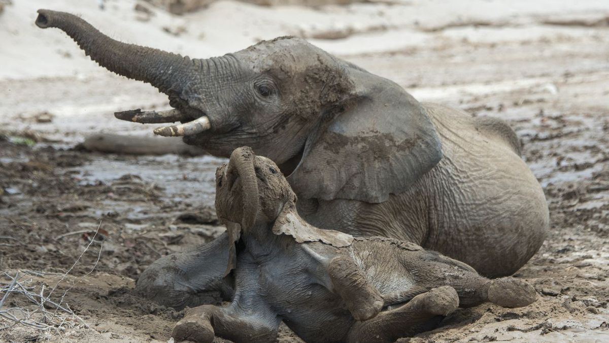 Słonie afrykańskie zażywając kąpieli błotnej