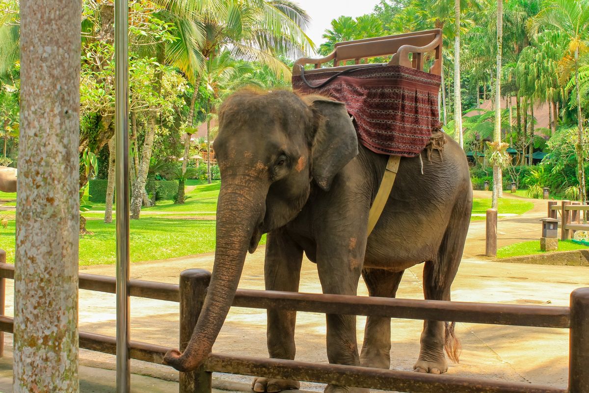 Słoń w parku safari na Bali
