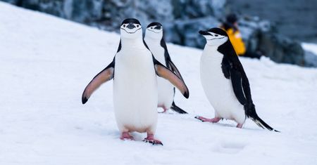 Linux 5.1: Pamięć trwała jako RAM, Fastboot i wiele innych nowości