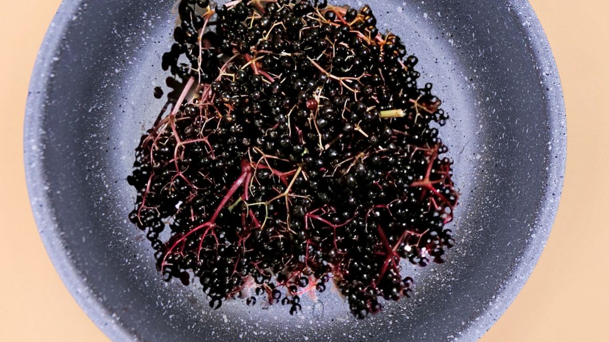 Czarny bez to roślina, która wspiera naturalną odporność.