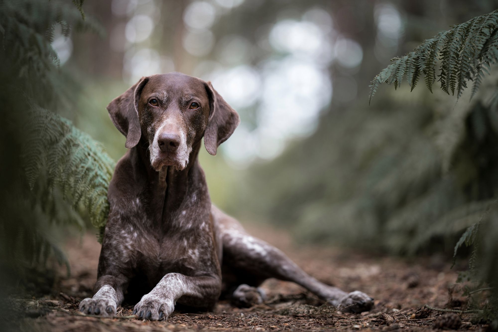 Najpiękniejsze zdjęcia psów w konkursie Dog Photographer of the Year 2018 27