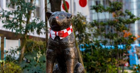 Psia miłość nie zna granic. Poznaj historię psa Hachiko