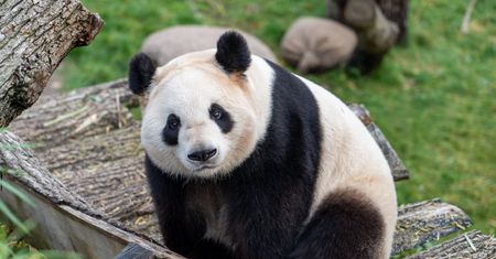 Panda wielka. Niedźwiedź bambusowy obchodzi swoje święto