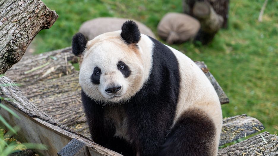 Panda wielka ma dzisiaj swoje święto
