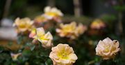 Zeiss Otus 85mm f/1.4 - zdjęcia przykładowe