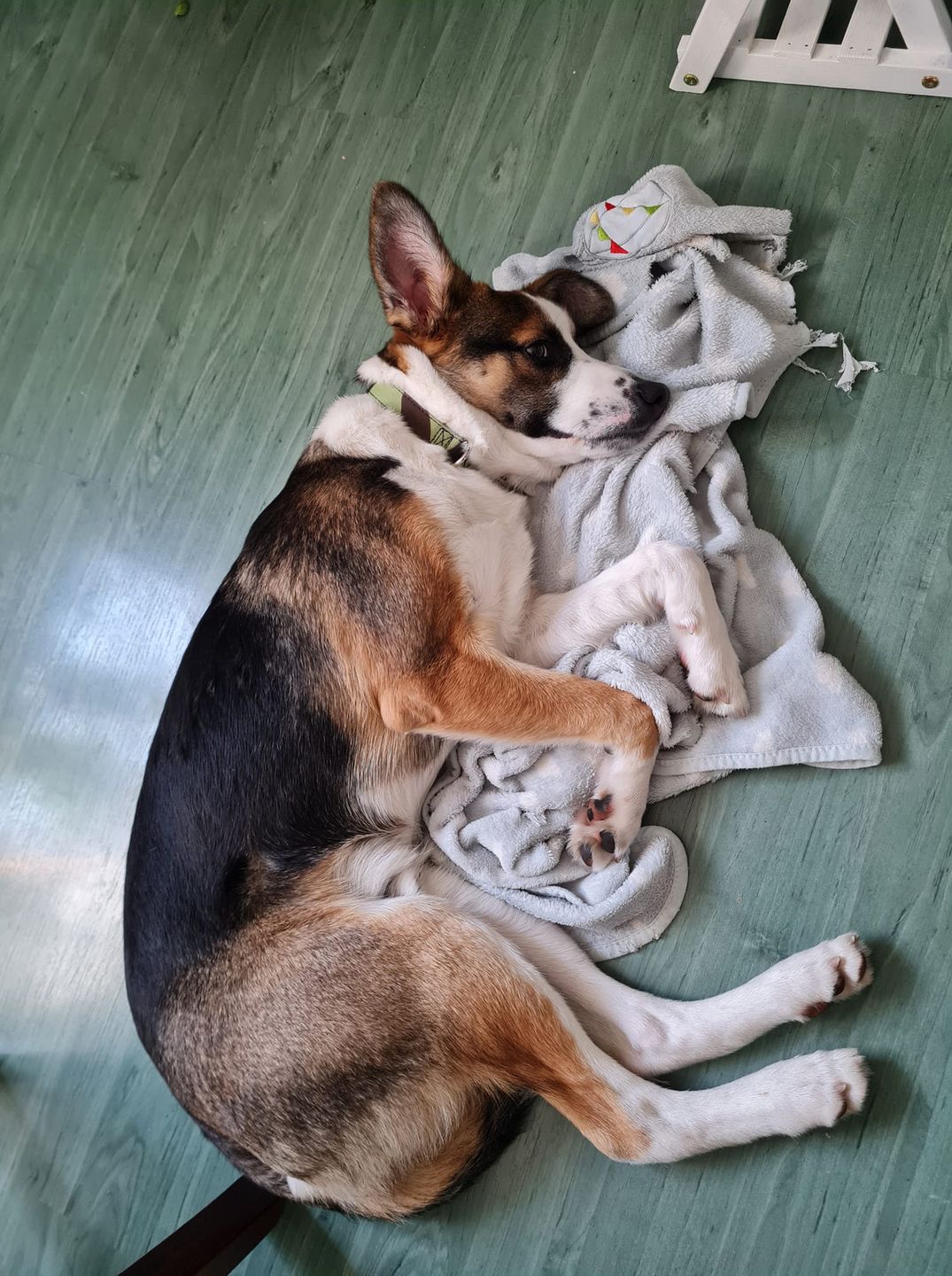 Dzień Kundelka na Pudelku! Nasi czytelnicy dzielą się z nami zdjęciami swoich pupili 