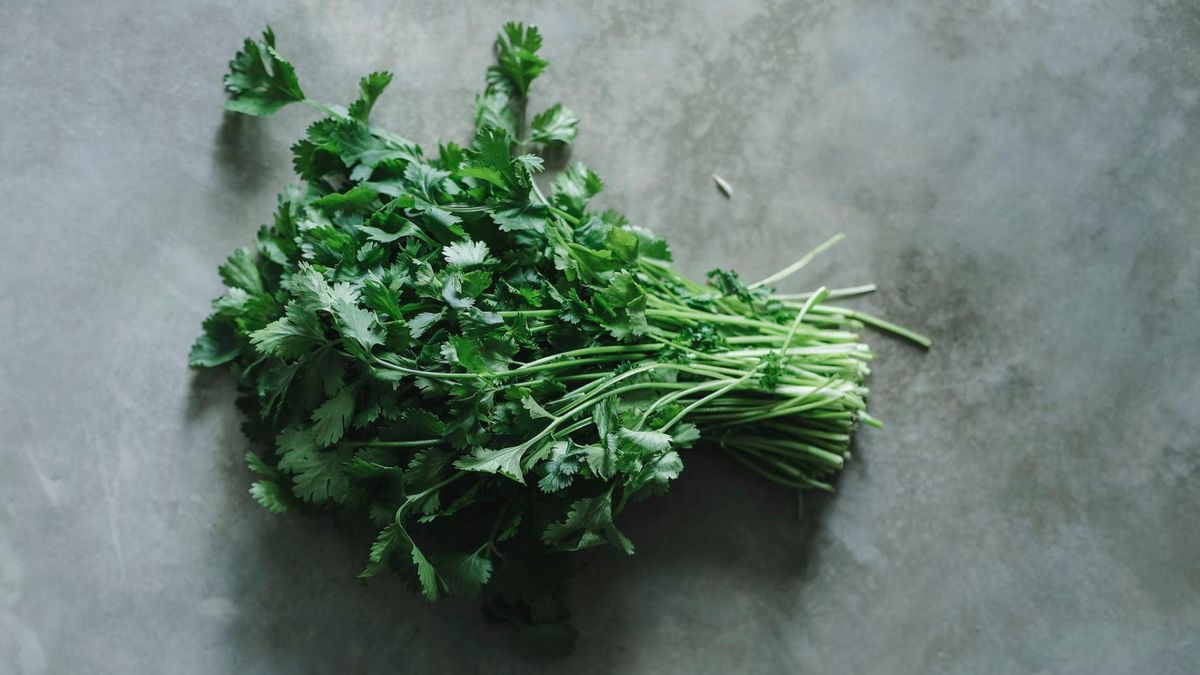 Kolendra lekiem na padaczkę?