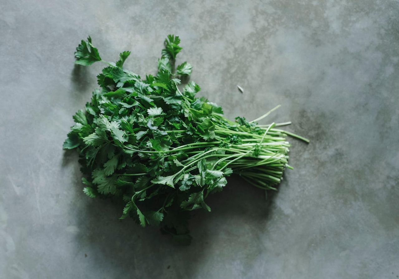 Kolendra lekiem na padaczkę? Naukowcy niesamowitą zależność