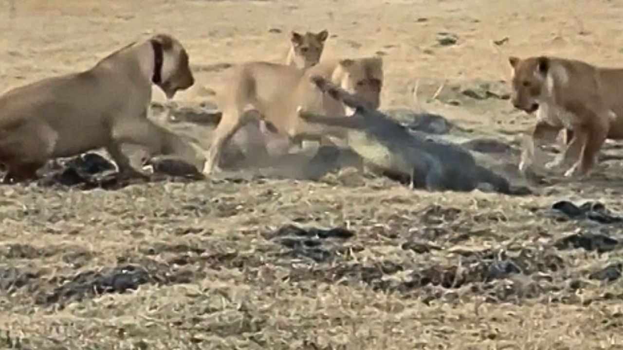 Krokodyl kontra stado lwów. Uchwycili brutalny pojedynek