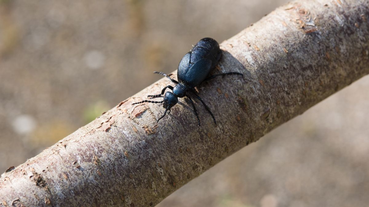 Oleica krówka to chrząszcz, który może być groźny dla ludzi