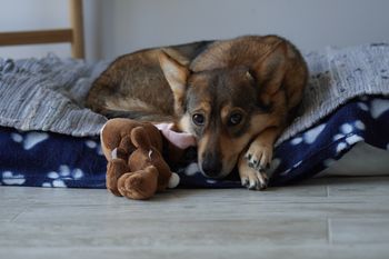 Dramat psa w Szczecinie. Szczekał i wył. Tutaj został przywiązany