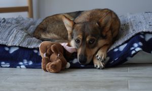 Dramat psa w Szczecinie. Szczekał i wył. Tutaj został przywiązany