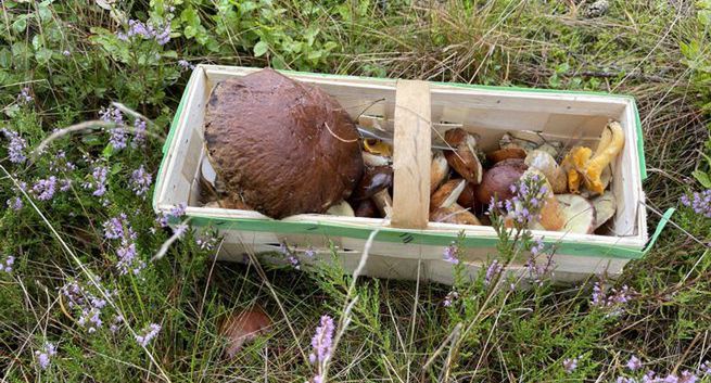 Zimą w lesie można znaleźć grzyby, także jadalne