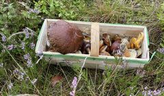 Zimą w lesie można znaleźć grzyby, także jadalne