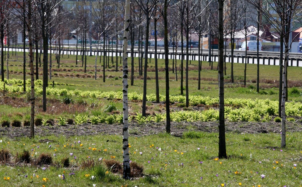 Gdynia: Będzie zielono! Za sprawą przetargu na milionową kwotę