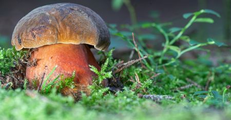 Ludzie omijają je szerokim łukiem, bo się ich boją. Obłędnie smakują w occie, ale i w sosie