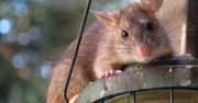 Gigantyczne szczury ratują ludzi. "Przyjazne i łatwo się uczą"