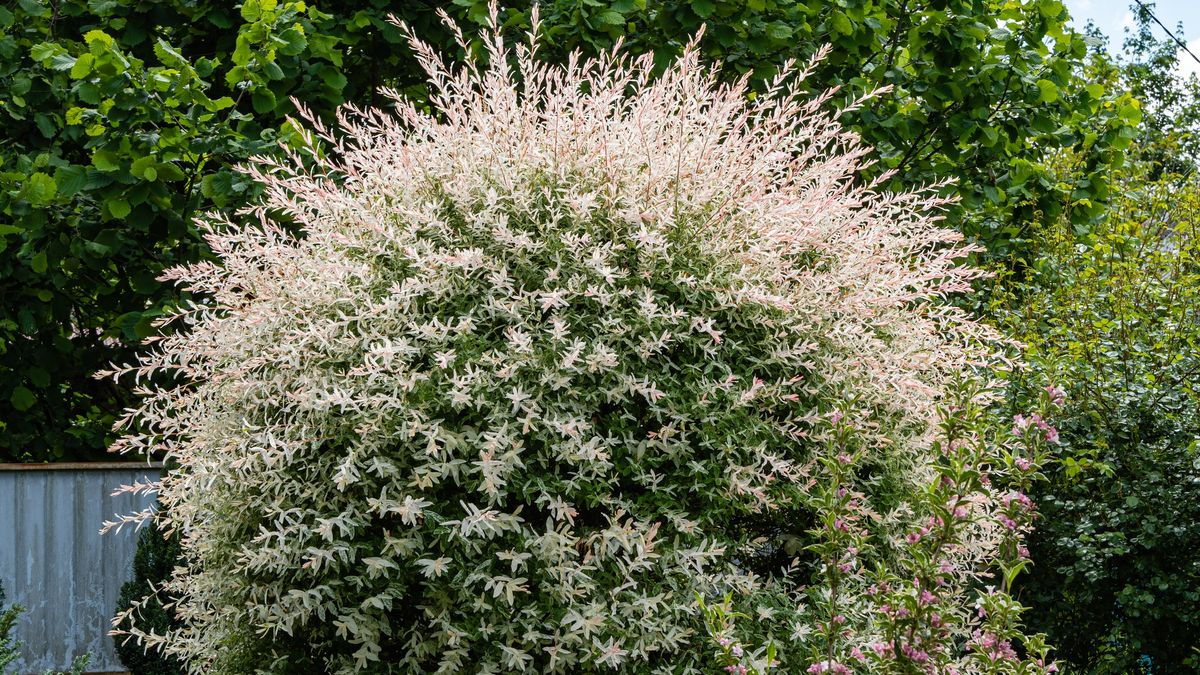 Kiedy przycinac wierzbę Hakuro?