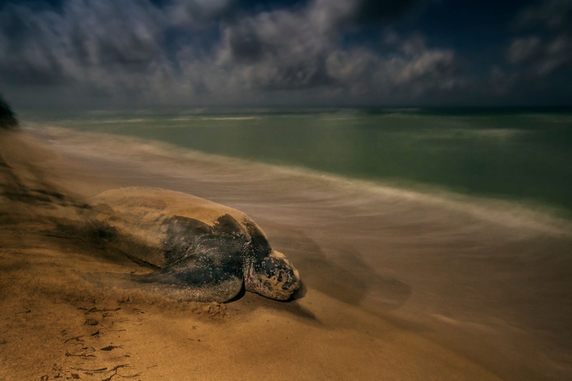Wildlife Photographer of the Year 2017. Wygrało zdjęcie opowiadające historię zbrodni na nosorożcach 7