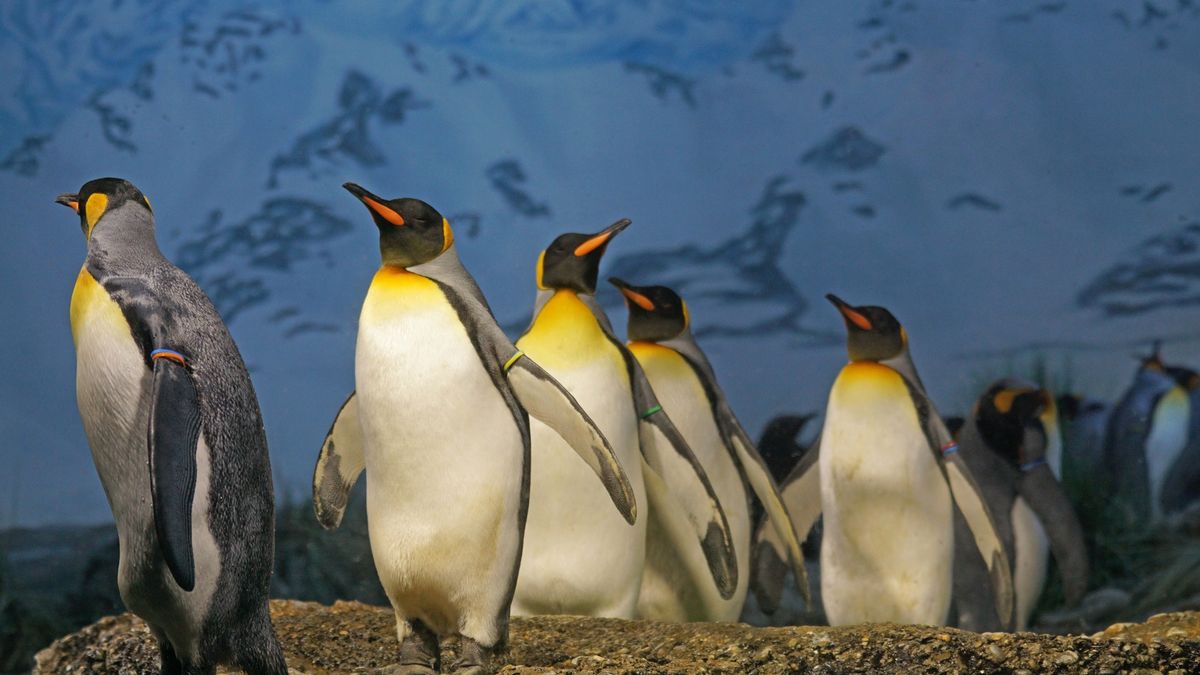 Filmowcy z BBC ocalili życie zagrożonych pingwinów. Czy dobrze zrobili? 1
